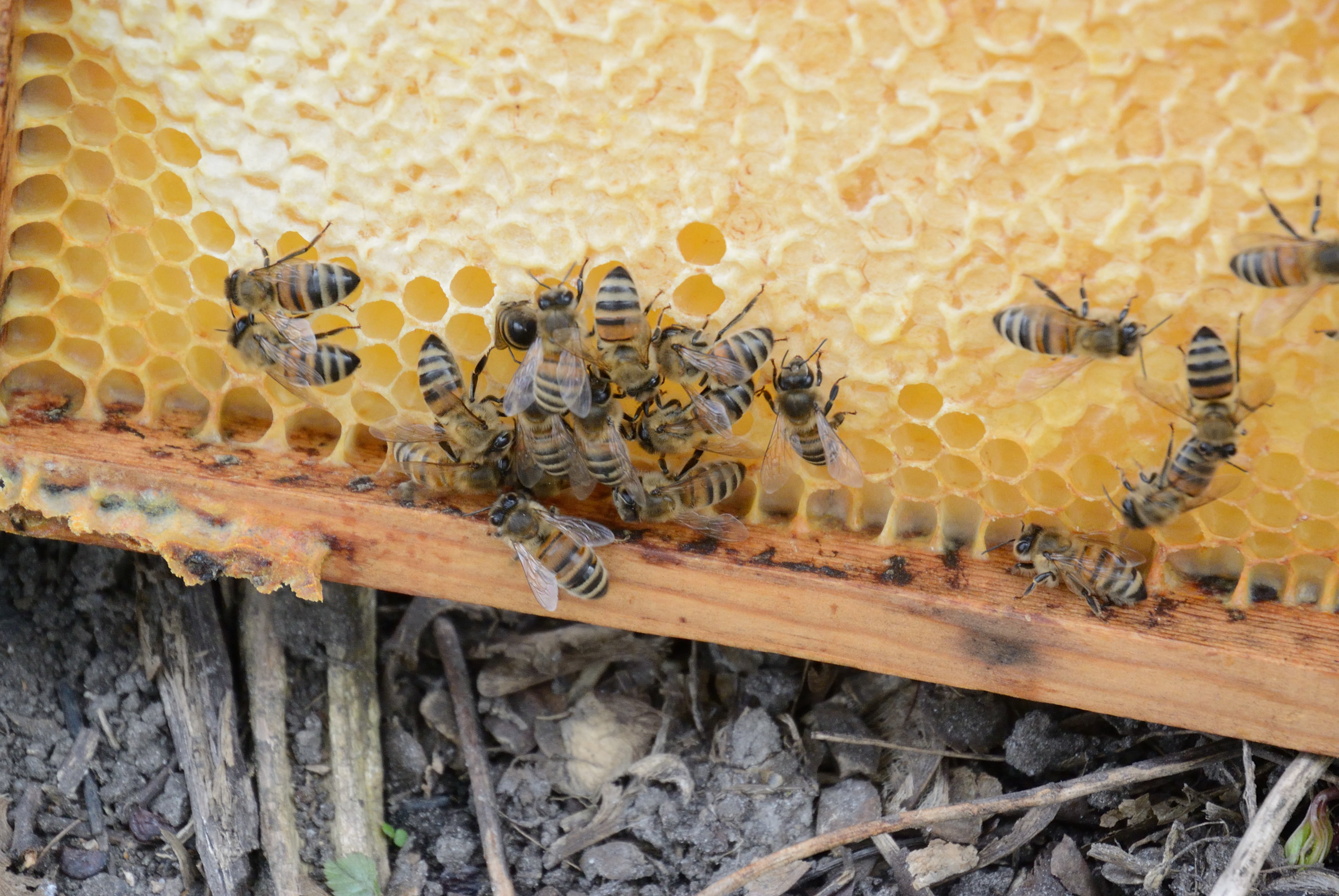 /kraai/foto/2015/2015-03-17 Harssens/DSC_1084_032.jpg